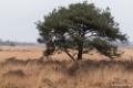 Strabrechtse Heide 21 februari 2016